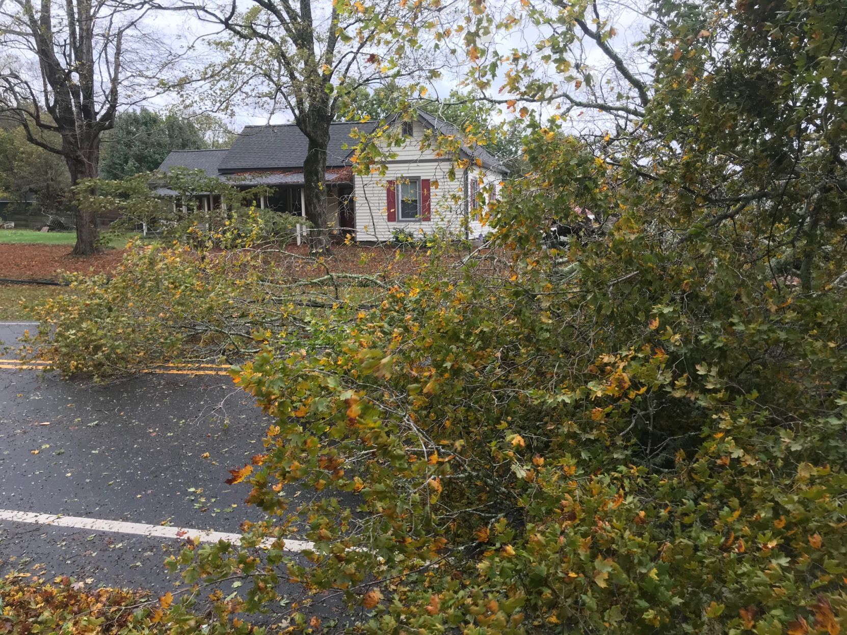 Downed tree, 5700 block of Shallowford Road